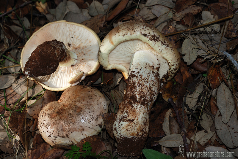 Tricholoma roseoacerbum