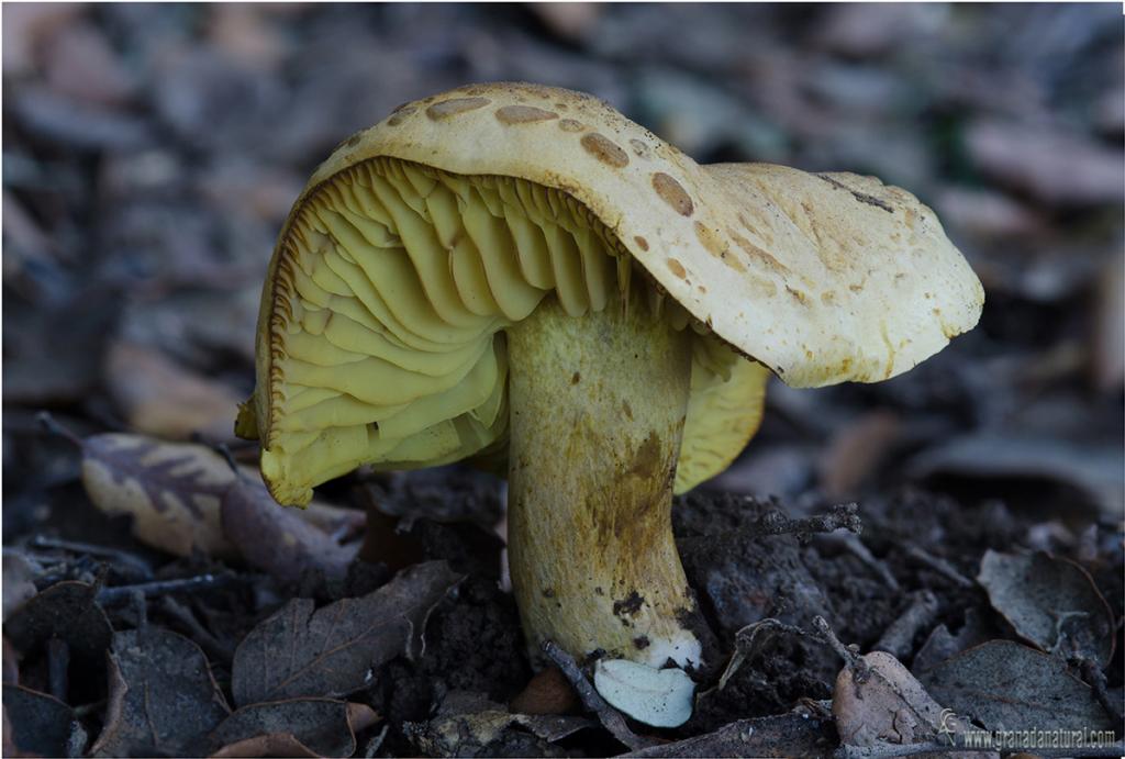 Tricoloma azufrado