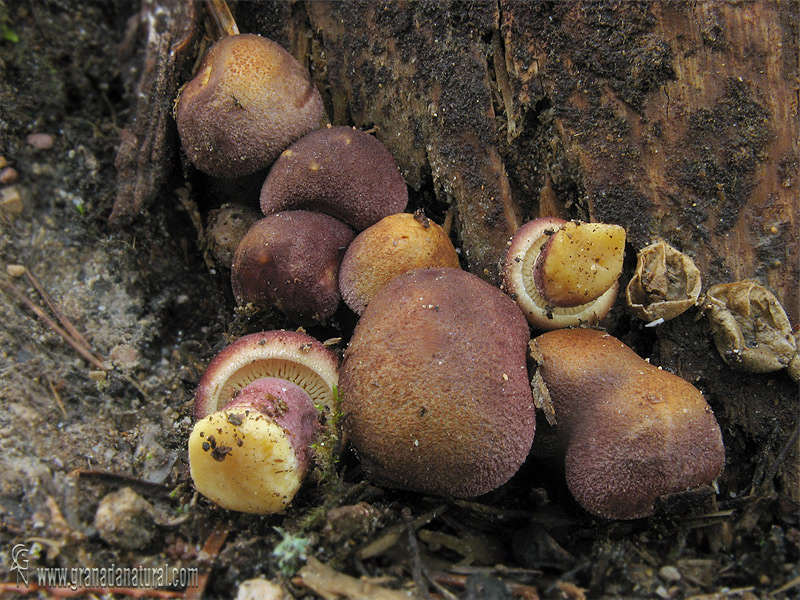 Seta color púrpura. Tricholoma rutilante.