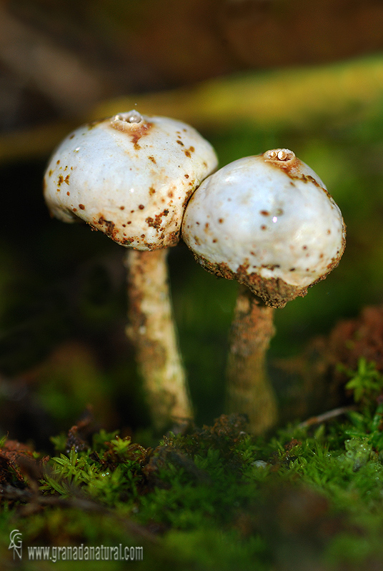 Tulostoma de invierno