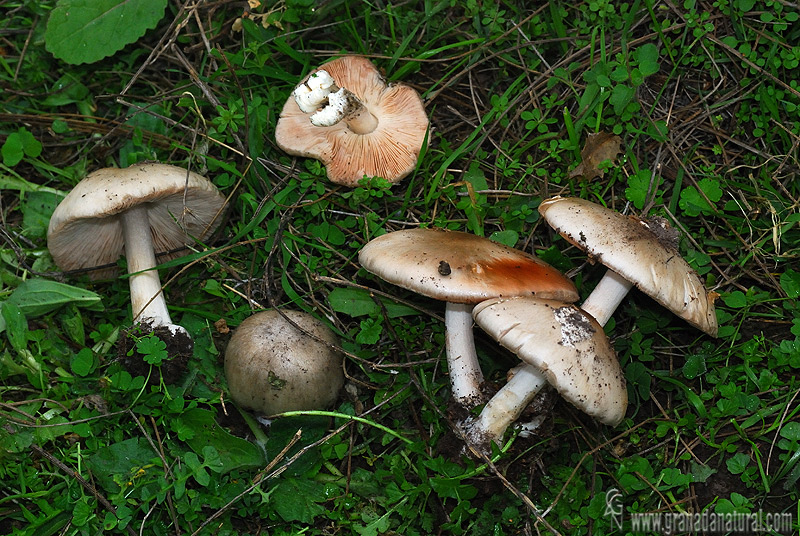 Volvariella gloiocephala (D.C.:Fr.) Sing.Setas de Granada