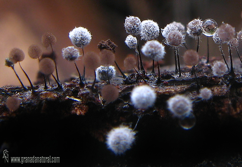 Comatrichia sp. Mixomycetos  de Granada.