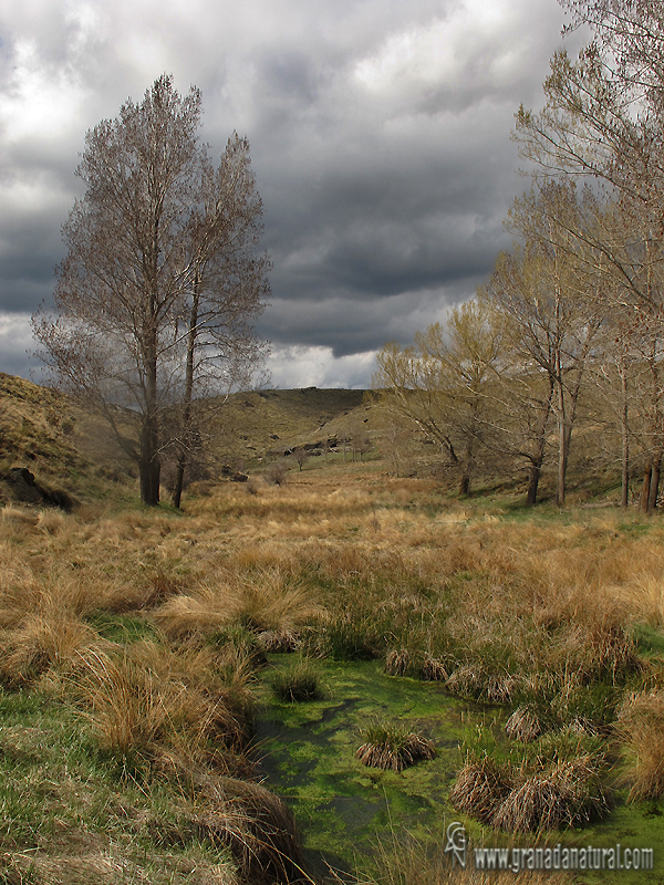 Arroyo de Mors ( Parque natural de la Sierra de Baza)