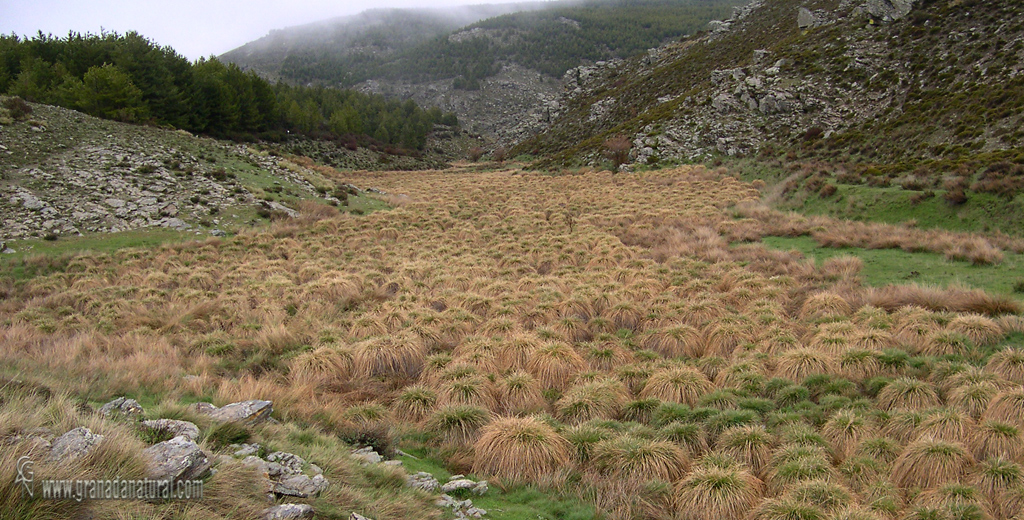 Macollas en el r�o Balax ( Sierra de Baza)