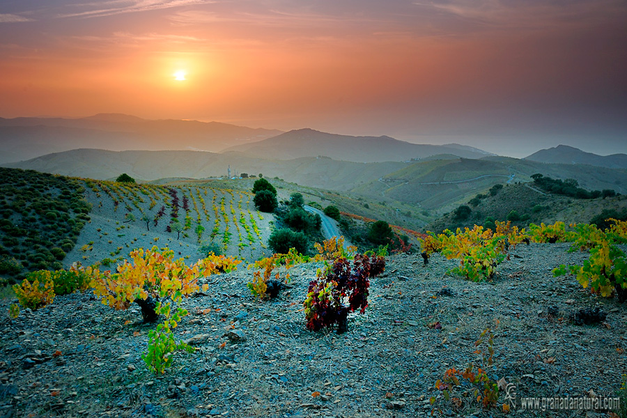 Amanecer entre viñedos en la Contraviesa granadina