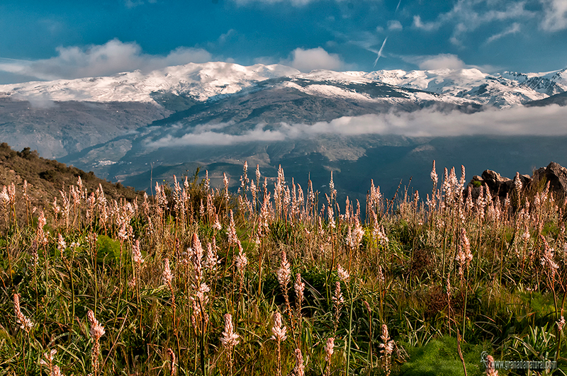 Gamones en Sierra Lújar, Sierra Nevada, flora granadina