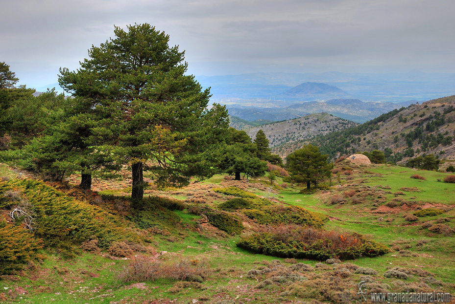 Pozo de Nieve en Prados del Rey( Sierra de Baza)