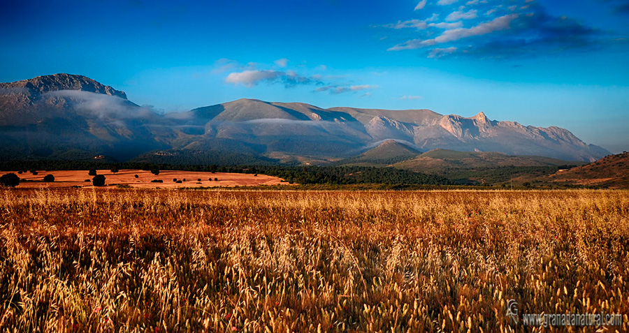 Campo de cereales y Sierra Arana. Paisajes de Granada